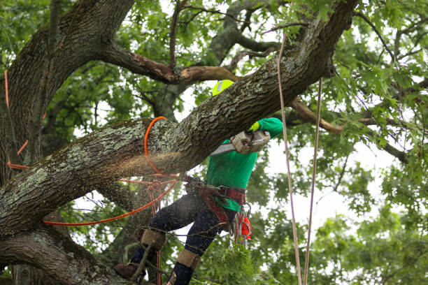 Lawn Renovation and Restoration in Forest Oaks, NC